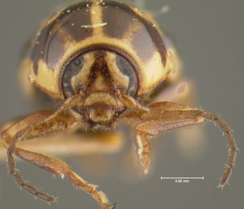 Media type: image;   Entomology 24996 Aspect: head frontal view